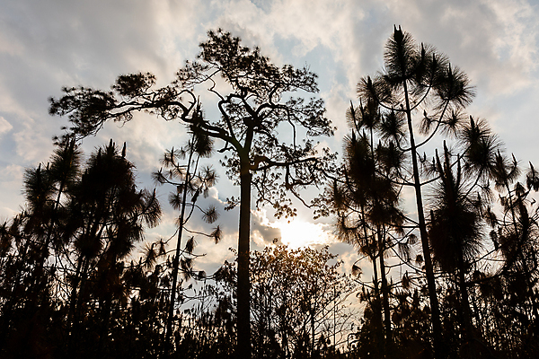 포토 JPG 해외이미지 나무 식물 계절 공원 실루엣 야생동물 잎 오렌지 태국 자연 불 날씨 건조 사람없음 목재 햇빛 노란색 환경 가을 죽음 뜨거움 숲 열대우림 가뭄 지구온난화 기후변화 삼림지대 현상 화상 해외포토 자연요소 동물 공공시설 아시아 컬러 과일 재료 촬영기법 태양 변화 상처 생태계 파일형식 이미지허브