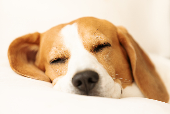 포토 JPG 해외이미지 한마리 휴식 실내 사람없음 눕기 귀여움 잠 개 편안함 비글 해외포토 1 컨셉 포유류 모션 내부 감각 파일형식 이미지허브