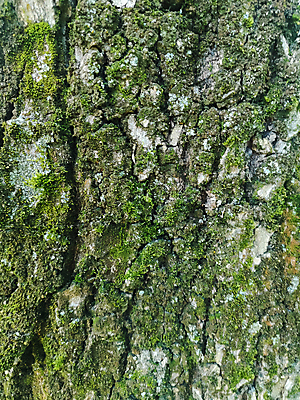 포토 JPG 해외이미지 나무 백그라운드 자연 표면 건조 이끼 사람없음 야외 목재 갈색 환경 어둠 거친 소프트포커스 피부 묘사 부식 질감 목공예 나무껍질 잡동사니 내추럴 외양간 수목 옛날 울퉁불퉁 디테일 해외포토 식물 컬러 재료 촬영기법 신체부위 껍질 공예 생태계 파일형식 이미지허브