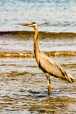 포토 JPG 해외이미지 동물 응시 호수 야생동물 음식 백그라운드 북아메리카 자연 조류 낚시 어류 사람없음 물 파란색 검은색 미국 봄 연못 황무지 습지 큼 수집 먹기 왜가리 깃털 부리 물새 계산서 플로리다 해외포토 자연요소 시선 계절 컬러 모션 레저 아메리카 수중동물 크기 생태계 파일형식 이미지허브