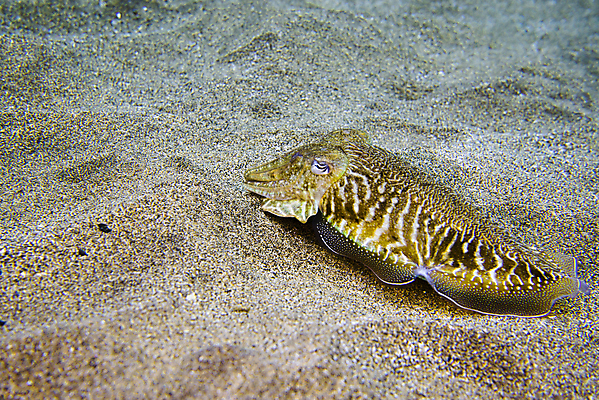 포토 JPG 해외이미지 동물 야생동물 바다 섬 여행 학교 자연 낚시 어류 풍경 사람없음 빨간색 물 파란색 바닷속 수중 수영 그룹 산호 잠수부 땅 생태계 다이빙 암초 내추럴 깊이 파라다이스 해외포토 자연요소 교육 컬러 레저 수중동물 수상스포츠 자포동물 전문직 수중스포츠 파일형식 이미지허브