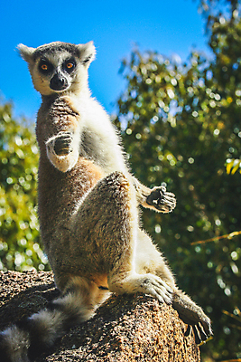 포토 JPG 해외이미지 나무 동물 1 응시 공원 야생동물 포유류 아프리카 자연 생물 털 종류 앉기 사람없음 야외 태양 검은색 흰색 나뭇가지 반지 잡기 행운 황무지 닫기 숲 열대우림 싱글 꼬리 귀 멸종 노려봄 여우원숭이 해외포토 자연요소 식물 시선 공공시설 나라 컬러 컨셉 장신구 모션 표정 신체부위 원숭이 생태계 파일형식 이미지허브
