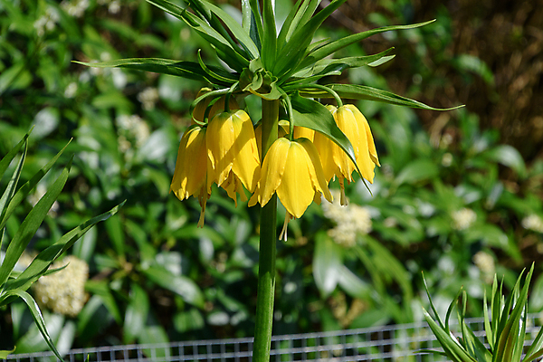 포토 JPG 해외이미지 식물 꽃 백그라운드 꽃무늬 오렌지 자연 왕관 사람없음 초록색 파란색 노란색 봄 벚꽃 개화 큼 고립 해외포토 계절 컬러 무늬 과일 크기 생태계 파일형식 이미지허브