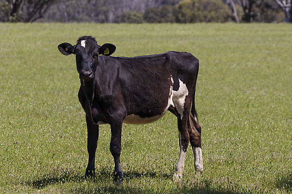 포토 JPG 해외이미지 동물 응시 야생동물 음식 흑백 풍경 사람없음 야외 초록색 파란색 햇빛 태양 머리 걷기 검은색 산책 우유 나뭇가지 소 호주 먹이 방목 먹기 귀 수유 찰과상 해외포토 자연요소 나무 시선 컬러 포유류 모션 휴식 유제품 촬영기법 신체부위 오세아니아 축산업 상처 파일형식 이미지허브