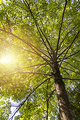 포토 JPG 해외이미지 나무 식물 응시 공원 백그라운드 잎 패턴 자연 하늘 추상 사람없음 야외 목재 초록색 파란색 빛 컬러풀 햇빛 태양 노란색 환경 맑음 봄 성장 덮개 흰색 나뭇가지 신선 최고 정상 숲 큼 아래 내추럴 해외포토 자연요소 시선 계절 공공시설 컬러 무늬 재료 날씨 뚜껑 크기 방향 생태계 위치 파일형식 이미지허브