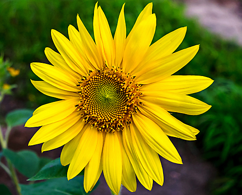 포토 JPG 해외이미지 식물 계절 꽃잎 꽃 아시아 줄기 여행 백그라운드 잎 꽃무늬 농업 자연 해바라기 사람없음 초록색 빛 햇빛 노란색 벚꽃 신선 발표 개화 고속도로 언덕 오브젝트 싱글 꽃가루 내추럴 고립 해외포토 나라 산업 도로 컬러 무늬 태양 가루 생태계 파일형식 이미지허브