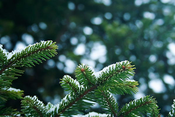 포토 JPG 해외이미지 나무 식물 계절 공원 백그라운드 크리스마스 겨울 자연 휴가 풍경 사람없음 야외 장식 초록색 냉동 얼음 추위 흰색 나뭇가지 신선 소나무 닫기 숲 12월 서리 상록수 침엽수 전나무 내추럴 폭설 눈내림 가문비나무 해외포토 자연요소 공공시설 기념일 컬러 모션 눈_날씨 날짜 자연재해 생태계 파일형식 이미지허브