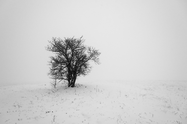 포토 JPG 해외이미지 나무 계절 공원 유럽 백그라운드 겨울 밭 자연 하늘 날씨 풍경 사람없음 야외 햇빛 냉동 얼음 일몰 추위 안개 흰색 나뭇가지 시골 매끈함 숲 12월 땅 서리 폭풍 흐림 눈보라 뿌연 혼자 눈내림 해외포토 자연요소 식물 공공시설 나라 컬러 농업 눈_날씨 태양 노을 감각 날짜 생태계 파일형식 이미지허브