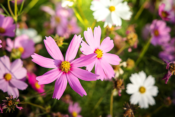 포토 JPG 해외이미지 식물 계절 공원 꽃 아시아 백그라운드 잎 꽃무늬 밭 농업 자연 풍경 사람없음 야외 초록색 여름 컬러풀 환경 정원 봄 활발 벚꽃 시골 신선 개화 싱글 코스모스 데이지 부드러움 내추럴 해외포토 공공시설 나라 산업 컬러 컨셉 무늬 감각 생태계 파일형식 이미지허브