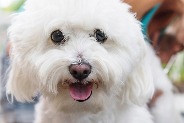 포토 JPG 해외이미지 탁자 실내 근접촬영 사람없음 반려동물 개 테리어 돌봄 애견미용 해외포토 동물 뷰포인트 가구 포유류 모션 내부 뷰티 파일형식 이미지허브