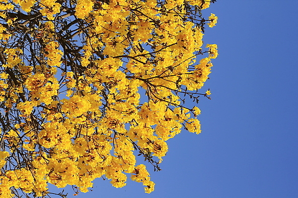 포토 JPG 해외이미지 나무 식물 계절 공원 꽃잎 꽃 백그라운드 잎 자연 하늘 사람없음 장식 초록색 여름 파란색 빛 컬러풀 태양 노란색 우주 정원 봄 벚꽃 흰색 나뭇가지 신선 개화 황금 은색 질감 트럼펫 정맥 내추럴 광 떠남 해외포토 자연요소 공공시설 컬러 모션 금관악기 생태계 혈관 파일형식 이미지허브