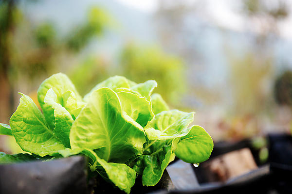 포토 JPG 해외이미지 식물 아시아 음식 백그라운드 잎 밭 농업 채소 태국 자연 건강 동양인 사람없음 야외 초록색 농장 정원 봄 샐러드 수확 성장 시골 신선 상추 유기농 원예 양배추 날것 내추럴 밭일 해외포토 웰빙 계절 나라 산업 컬러 인종 취미 생태계 파일형식 이미지허브