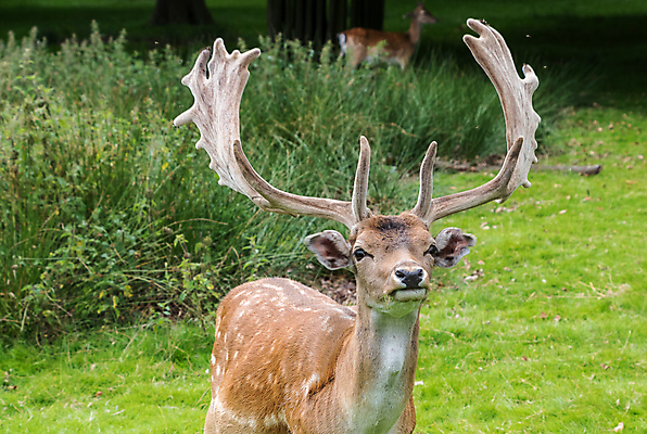 포토 JPG 해외이미지 응시 여자 야생동물 백그라운드 밭 자연 사슴 영국 뿔 사람없음 빨간색 달리기 달러 어둠 일몰 안개 숲 고립 암사슴 해외포토 동물 시선 유럽 컬러 돈 농업 포유류 모션 날씨 사람 노을 암컷 생태계 파일형식 이미지허브
