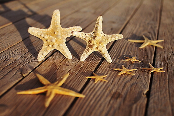 포토 JPG 해외이미지 주간 불가사리 사람없음 야외 나무바닥 해외포토 자연요소 극피동물 바닥 파일형식 이미지허브