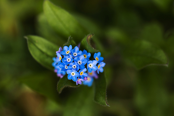 포토 JPG 해외이미지 식물 꽃잎 꽃 곤충 잎 밭 자연 날씨 사람없음 초록색 파란색 컬러풀 햇빛 노란색 새싹 환경 보라색 봄 흰색 시골 개화 그룹 숲 서식지 내추럴 삼림지대 영원 해외포토 동물 계절 컬러 농업 태양 생태계 파일형식 이미지허브