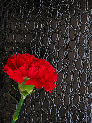 포토 JPG 해외이미지 꽃 사람없음 검은색 카네이션 해외포토 식물 컬러 파일형식 이미지허브