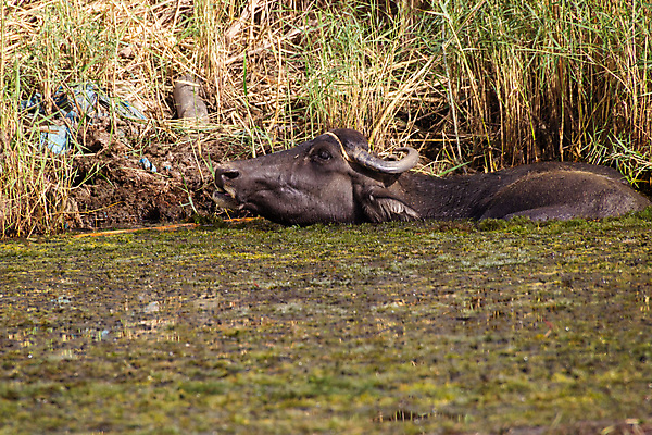 포토 JPG 해외이미지 동물 야생동물 여행 포유류 아프리카 자연 털 이집트 사람없음 야외 물 갈색 황무지 소 먹기 사파리 황소 진흙 내추럴 해외포토 자연요소 나라 컬러 모션 생태계 파일형식 이미지허브