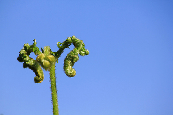 포토 JPG 해외이미지 식물 계절 백그라운드 잎 패턴 자연 추상 나선형 요리 사람없음 초록색 빛 햇빛 머리 평화 환경 침묵 성장 끝 닫기 숲 레이아웃 롤 먼지 부드러움 레시피 타조 노출 고립 땅바닥 생태학 양치류 해외포토 교육 컬러 컨셉 무늬 모션 조류 바닥 신체부위 태양 소리 감각 생태계 파일형식 이미지허브
