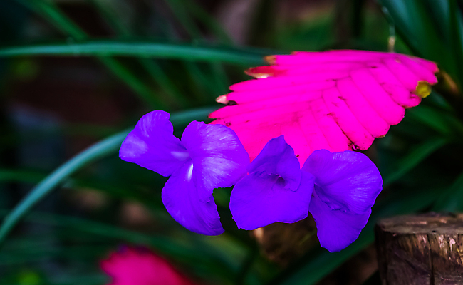 포토 JPG 해외이미지 식물 꽃 분홍색 백그라운드 잎 자연 멕시코 종류 사람없음 장식 초록색 컬러풀 정원 보라색 미국 활발 성장 개화 묘사 원예 라일락 강렬 이국적 인기 세련 해외포토 컬러 컨셉 북아메리카 취미 생태계 파일형식 이미지허브