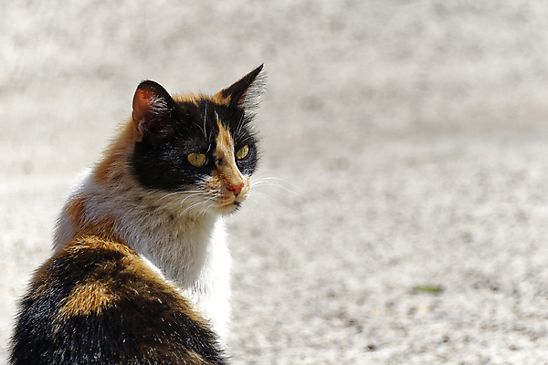 포토 JPG 해외이미지 동물 캐릭터 1 응시 얼굴 장난 포유류 자연 수염 털 서기 앉기 사람없음 야외 반려동물 갈색 머리 환경 고양이 모피 얼룩무늬 솜털 기르기 해외포토 시선 컬러 무늬 모션 신체부위 생태계 돌봄 파일형식 이미지허브