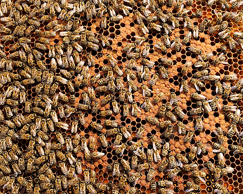 포토 JPG 해외이미지 동물 음식 곤충 백그라운드 패턴 오렌지 자연 세포 건강 사람없음 야외 약 농장 노란색 시골 신선 머리빗 황금 달콤 맛 꿀벌 배열 묘사 질감 꽃가루 육각형 꿀 벌집 내추럴 고립 밀랍 양봉 양봉장 왁스 폴리곤 해외포토 도형 컬러 컨셉 무늬 농업 과일 의학 미용용품 벌_곤충 가루 생태계 파일형식 이미지허브