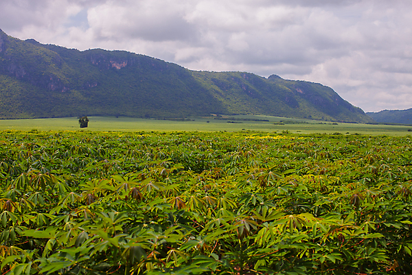 포토 JPG 해외이미지 나무 식물 산업 음식 백그라운드 잎 패턴 밭 농업 채소 과일 재료 태국 자연 하늘 산 풍경 사람없음 야외 초록색 농장 농경지 성장 시골 신선 시장 먹이 언덕 질감 날것 내추럴 이국적 탄수화물 해외포토 아시아 컬러 무늬 생태계 파일형식 이미지허브