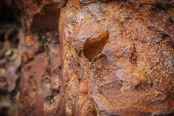 포토 JPG 해외이미지 식물 동물 꽃 야생동물 나비 곤충 백그라운드 잎 꽃무늬 날개 자연 벽지 아침 사람없음 야외 초록색 물 여름 파란색 컬러풀 노란색 환경 정원 맑음 봄 폭포 성장 흰색 신선 황금 해외포토 주간 자연요소 계절 컬러 무늬 날씨 생태계 파일형식 이미지허브