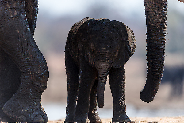 포토 JPG 해외이미지 동물 공원 야생동물 장난 포유류 가족 아프리카 자연 초식동물 코끼리 사람없음 환경 운전 게임 아기 보호 군중 작음 큼 사파리 남쪽 송아지 해외포토 공공시설 나라 새끼 컨셉 관계 모션 놀이 사람 소 크기 방향 생태계 파일형식 이미지허브