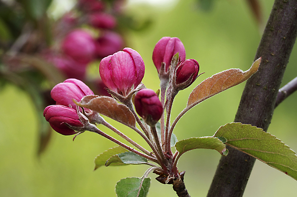 포토 JPG 해외이미지 나무 계절 꽃잎 꽃 분홍색 잎 과일 자연 사람없음 빨간색 정원 봄 성장 벚꽃 흰색 나뭇가지 개화 체리 사과 과수원 해외포토 식물 컬러 농업 생태계 파일형식 이미지허브