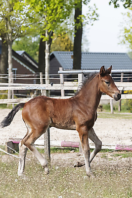 포토 JPG 해외이미지 동물 1 행복 포즈 이동 밭 모션 자연 사랑 풍경 사람없음 야외 옆모습 달리기 봄 에너지 자유 흰색 시골 아기 승마 작음 모피 갈기 조랑말 망아지 기르기 혼자 해외포토 계절 감정 새끼 스포츠 뷰포인트 컬러 컨셉 농업 사람 말_동물 크기 생태계 돌봄 파일형식 이미지허브