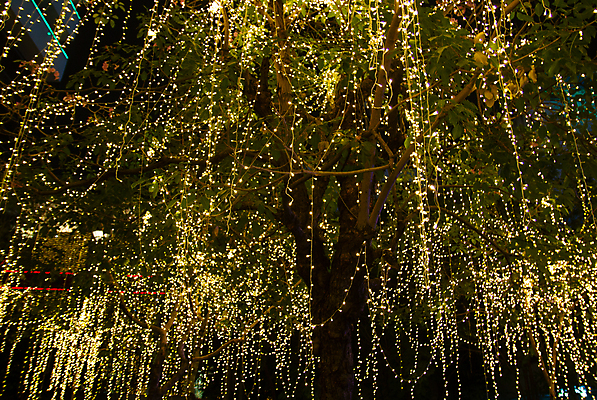 포토 JPG 해외이미지 나무 행복 줄 크리스마스 전구 불 휴가 휴식 매달리기 사람없음 야외 장식 빨간색 빛 노란색 파티 정원 축제 램프 축하 야간 저녁 오브젝트 주도 해외포토 자연요소 식물 기념일 감정 컬러 컨셉 모션 조명 이벤트 예절 파일형식 이미지허브