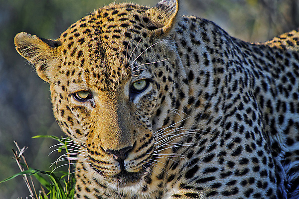 포토 JPG 해외이미지 주간 한마리 응시 야생동물 자연 그림자 사람없음 야외 아웃포커스 맹수 표범 남아프리카 보츠와나 해외포토 자연요소 동물 1 시선 포유류 아프리카 촬영기법 생태계 파일형식 이미지허브