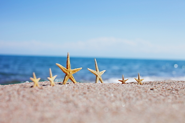 포토 JPG 해외이미지 주간 모래 불가사리 해변 사람없음 야외 해외포토 자연요소 바다 극피동물 파일형식 이미지허브