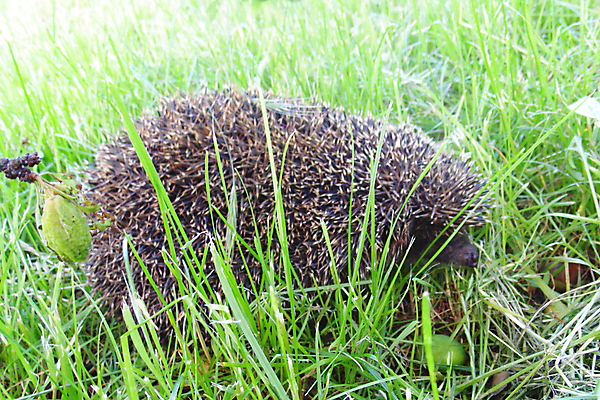 포토 JPG 해외이미지 동물 유럽 야생동물 백그라운드 포유류 자연 풍경 사람없음 초록색 여름 갈색 정원 못 가시 보호 숲 서식지 고슴도치 내추럴 해외포토 계절 나라 컬러 컨셉 공구 생태계 파일형식 이미지허브