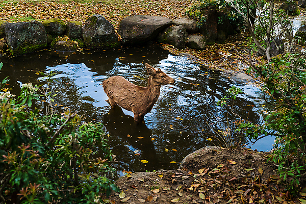포토 JPG 해외이미지 동물 공원 호수 야생동물 음식 여행 밭 채소 포유류 자연 사슴 털 뿔 서기 사람없음 야외 초록색 물 강 갈색 환경 봄 젖음 가을 연못 개울 숲 먹이 영토 암초 내추럴 삼림지대 해외포토 자연요소 계절 공공시설 컬러 농업 모션 생태계 파일형식 이미지허브