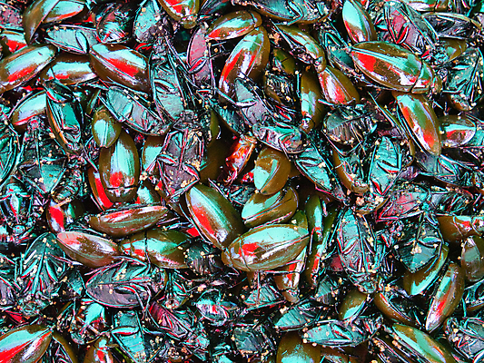 포토 JPG 해외이미지 아시아 문화 음식 곤충 백그라운드 고추 거리 건강 요리 동양인 사람없음 식사 튀김 신선 시장 맛 벌레 굽기 먹기 캄보디아 단백질 식용 해외포토 동물 나라 컨셉 채소 모션 인종 구이 영양소 파일형식 이미지허브