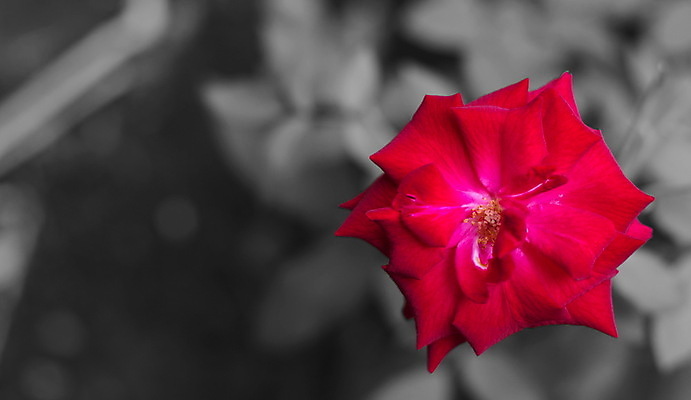 포토 JPG 해외이미지 식물 꽃 백그라운드 잎 꽃무늬 오렌지 자연 조류 사람없음 빨간색 초록색 컬러풀 노란색 정원 봄 회색 벚꽃 흰색 신선 싱글 원예 내추럴 고립 이국적 파라다이스 많음 해외포토 동물 계절 컬러 컨셉 무늬 과일 취미 생태계 파일형식 이미지허브