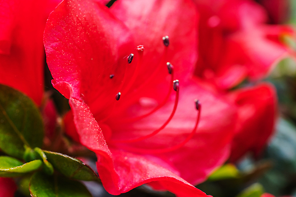 포토 JPG 해외이미지 꽃잎 꽃 분홍색 백그라운드 잎 꽃무늬 자연 따뜻함 사람없음 야외 초록색 노란색 정원 보라색 봄 흰색 닫기 큼 다발 향기 꽃가루 해외포토 식물 계절 컬러 무늬 모션 크기 가루 생태계 냄새 파일형식 이미지허브