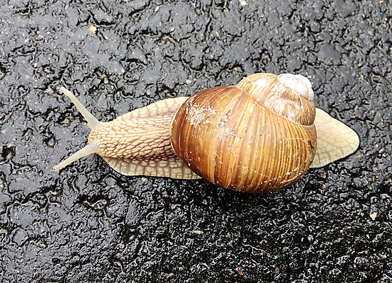 포토 JPG 해외이미지 동물 음식 이동 채소 자연 조개 생물 연체동물 주택 안테나 나선형 사람없음 농장 정원 저녁식사 힘 샐러드 젖음 껍질 미끄러짐 속도 시작 덮기 젤리 촉수 느림 내추럴 재촉 기어가기 민달팽이 앵무조개 혼자 끈적임 해외포토 컨셉 무늬 농업 통신 모션 어패류 디저트 무척추동물 건물 식사 생태계 파일형식 달팽이_동물 이미지허브