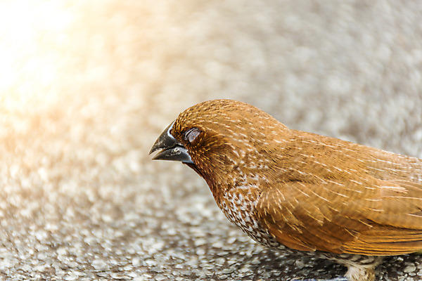 포토 JPG 해외이미지 나무 식물 동물 공원 남자 야생동물 태국 자연 조류 앉기 사람없음 야외 초록색 컬러풀 갈색 정원 검은색 흰색 나뭇가지 관찰 황무지 작음 깃털 사냥 동물상 해외포토 공공시설 아시아 컬러 모션 사람 조형물 크기 생태계 파일형식 이미지허브