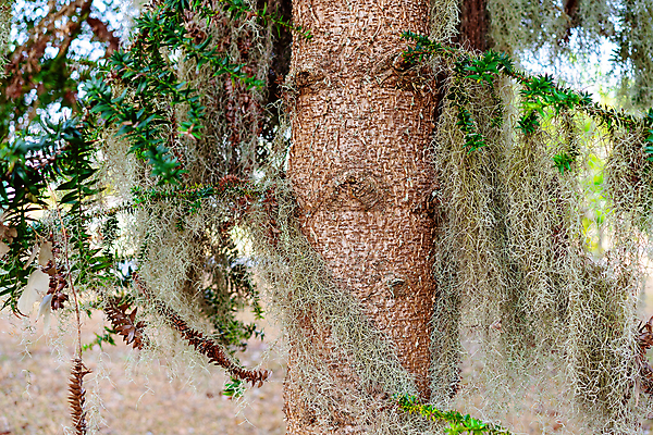 포토 JPG 해외이미지 나무 식물 할아버지 크리스마스 자연 수염 매달리기 사람없음 초록색 산타클로스 정원 소나무 호주 원예 부드러움 나무껍질 내추럴 양치류 원예사 취급주의 그리너리 클라우스 해외포토 직업 기념일 노년 남자 컬러 모션 경고 취미 껍질 감각 오세아니아 생태계 파일형식 트랜드컬러 이미지허브