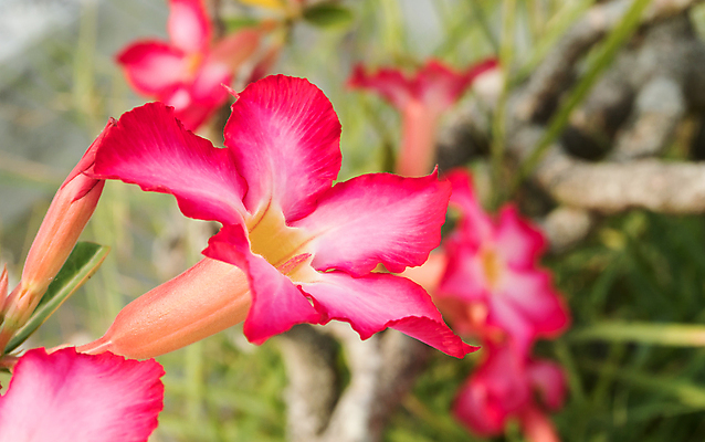 포토 JPG 해외이미지 나무 식물 꽃 야생동물 분홍색 백그라운드 잎 오렌지 자연 휴식 사람없음 목재 빨간색 초록색 햇빛 갈색 노란색 평화 환경 보라색 침묵 벚꽃 나뭇가지 신선 자주색 리빙 내추럴 해외포토 동물 컬러 컨셉 과일 재료 태양 소리 생태계 파일형식 이미지허브