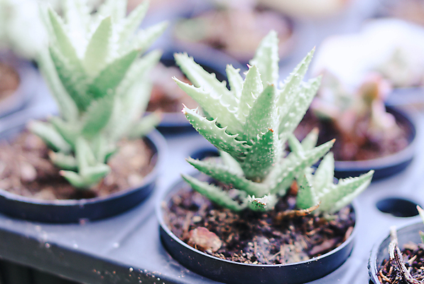 포토 JPG 해외이미지 식물 디자인 꽃 컨셉 잎 자연 선인장 사람없음 장식 초록색 사막 신선 냄비 수집 날카로움 내추럴 알로에 해외포토 컬러 솥 생태계 파일형식 이미지허브