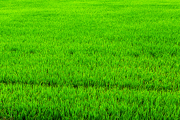 포토 JPG 해외이미지 식물 지구 음식 백그라운드 잎 농업 자연 밥 풍경 사람없음 초록색 농작물 농장 중국 수확 시골 땅 밀 언덕 유기농 논밭 생태학 해외포토 웰빙 교육 산업 아시아 컬러 밭 곡류 논 생태계 파일형식 이미지허브