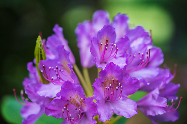 포토 JPG 해외이미지 꽃잎 꽃 분홍색 백그라운드 잎 꽃무늬 자연 따뜻함 사람없음 야외 초록색 파란색 노란색 정원 보라색 봄 흰색 닫기 큼 다발 향기 꽃가루 해외포토 식물 계절 컬러 무늬 모션 크기 가루 생태계 냄새 파일형식 이미지허브
