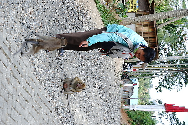 포토 JPG 해외이미지 나무 동물 응시 공원 아시아 얼굴 야생동물 음식 여행 포유류 가족 자연 털 동물원 앉기 동양인 사람없음 야외 초록색 갈색 회색 원숭이 표현 아기 숲 작음 먹기 꼬리 인도네시아 서식지 유인원 동물상 해외포토 식물 시선 공공시설 나라 컬러 관계 모션 사람 인종 신체부위 조형물 크기 생태계 파일형식 이미지허브