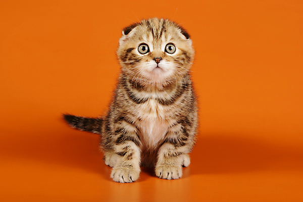 포토 JPG 해외이미지 한마리 응시 새끼 실내 앉기 사람없음 반려동물 귀여움 고양이 스코티시폴드 반려묘 주황색배경 해외포토 동물 1 시선 백그라운드 컨셉 포유류 모션 내부 주황색 파일형식 이미지허브