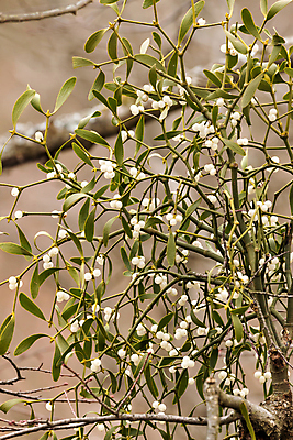 포토 JPG 해외이미지 나무 식물 열매 야생동물 크리스마스 겨울 과일 자연 잉글랜드 키스 사람없음 야외 가로 초록색 울타리 흰색 숲 과수원 앨범 헝가리 기생충 어려움 해외포토 동물 계절 기념일 컬러 농업 영국 담장 바이러스 애정표현 생태계 동유럽 파일형식 이미지허브