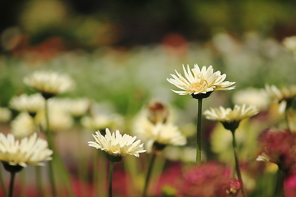 포토 JPG 해외이미지 식물 꽃잎 꽃 분홍색 백그라운드 잎 꽃무늬 오렌지 자연 추상 국화 기술 사람없음 야외 장식 빨간색 초록색 컬러풀 노란색 머리 보라색 활발 들꽃 벚꽃 가을 흰색 침대 개화 자주색 크림 데이지 멀티 해외포토 계절 컬러 가구 컨셉 무늬 과일 신체부위 생태계 파일형식 이미지허브