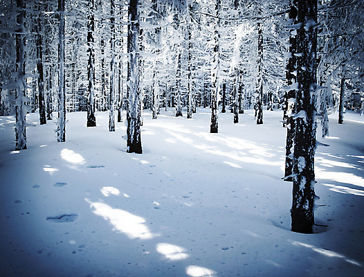 포토 JPG 해외이미지 나무 계절 백그라운드 겨울 자연 날씨 산 풍경 사람없음 야외 목재 냉동 추위 흰색 나뭇가지 신선 숲 12월 서리 1월 2월 슬로바키아 눈내림 가문비나무 해외포토 식물 유럽 컬러 재료 눈_날씨 날짜 생태계 파일형식 이미지허브